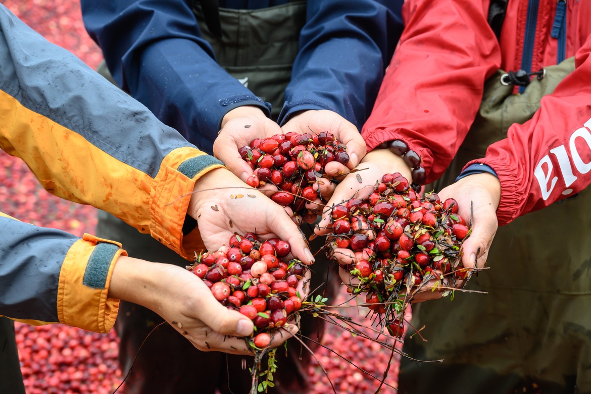 Fort Langley BOG 紅莓農場之旅 + Cranberry Plunge！ 🍒